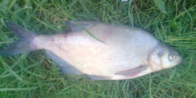Carp bream, 0.8 kg — Pakumulšių I-asis