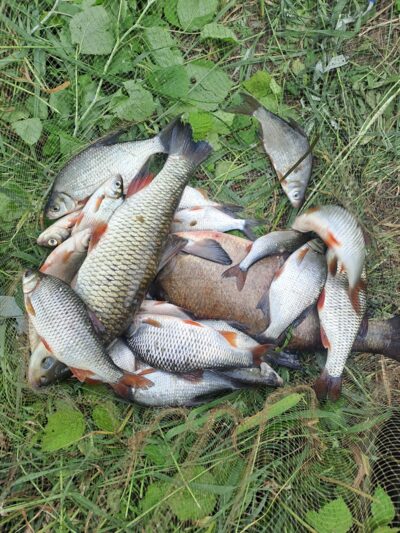 chub — Neman River