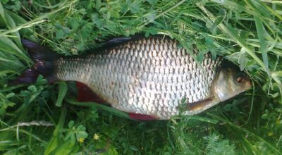 Rudd, 0.6 kg — Pakumulšių I-asis