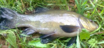 Tench — Pakumulšių I-asis