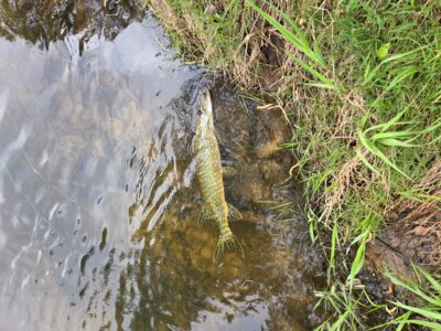 Northern Pike