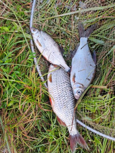 Roach ×2 — Kražantė