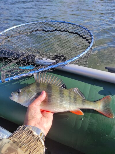 Eurasian perch, 0.7 kg — Avilys