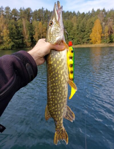 Northern Pike, 1.1 kg