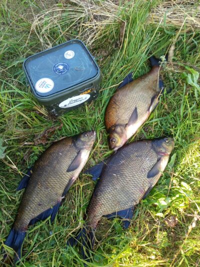 Carp bream ×3 — Mūša