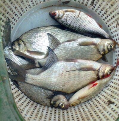 Carp bream ×6 — Pakumulšių II-asis