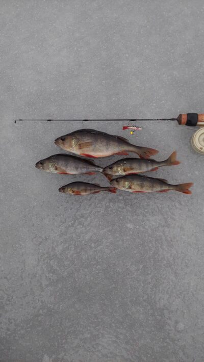 Eurasian perch ×8