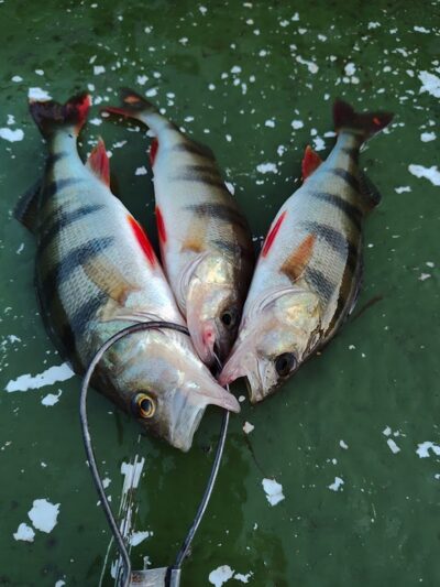 Eurasian perch — Sartai
