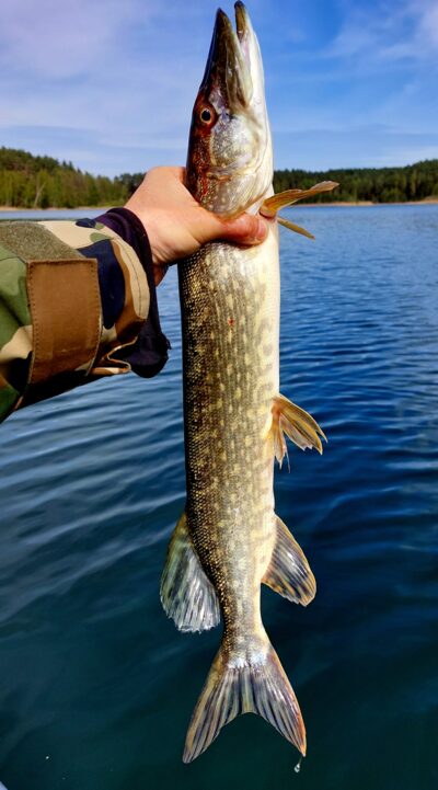 Northern Pike