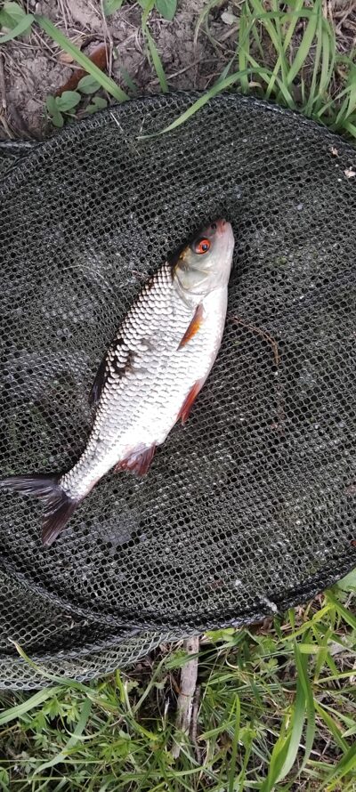 Roach