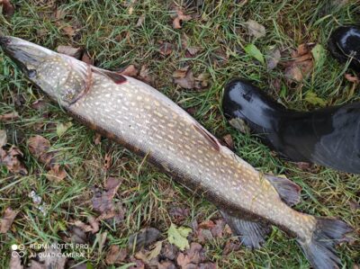 Northern Pike, 7.4 kg — Neman River