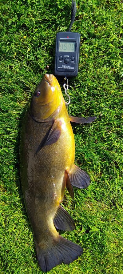 Tench, 1.5 kg