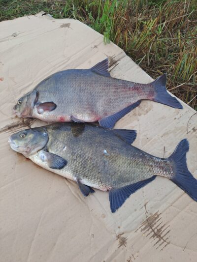 Carp bream ×2 — Neman River