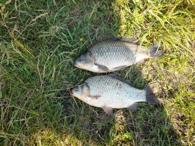 Prussian carp — Skirvytė