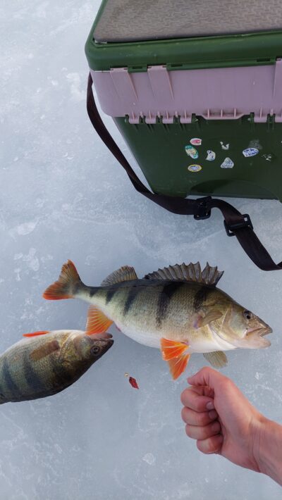 Eurasian perch ×2 — Baltis