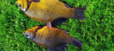 Crucian carp ×2