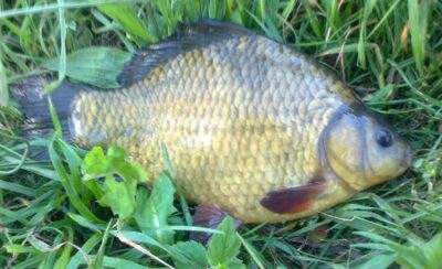 Crucian carp, 0.5 kg — Pakumulšių I-asis