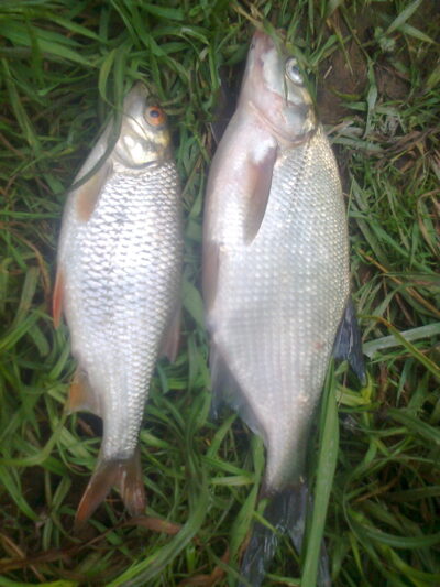 Carp bream — Pakumulšių II-asis