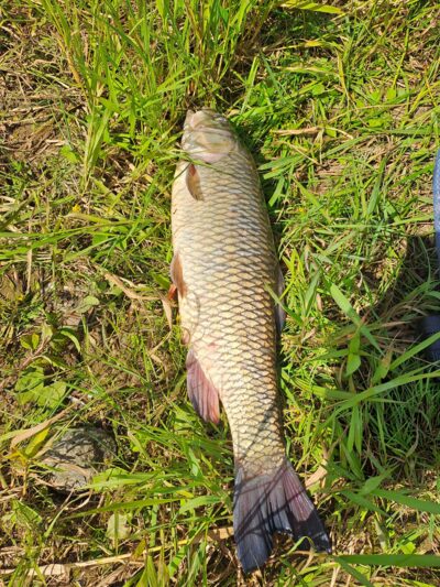 chub, 2.4 kg — Neman River