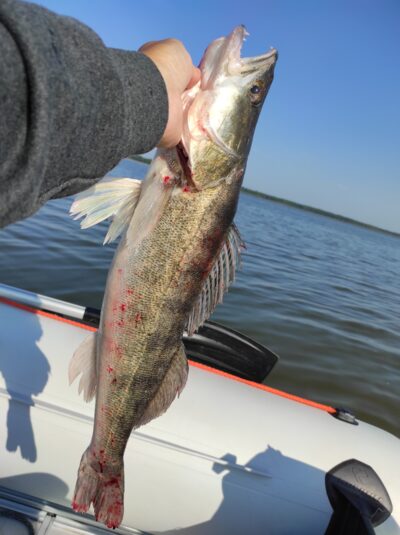 Pike perch, 2.5 kg — Kaunas reservoir