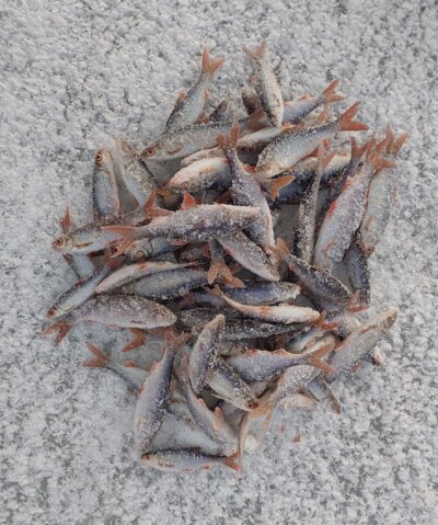 Roach ×50 — Lukštynas