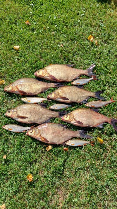 Carp bream ×6