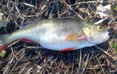 Eurasian perch, 0.3 kg — Pakumulšių II-asis