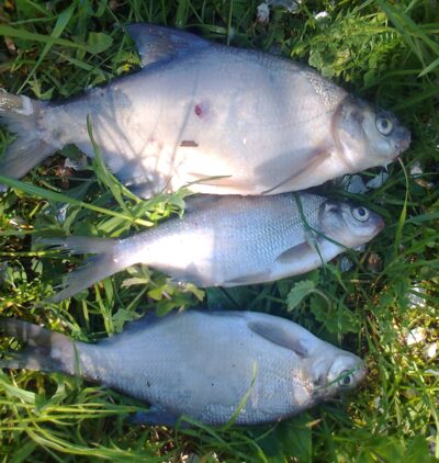 Carp bream ×3 — Pakumulšių I-asis