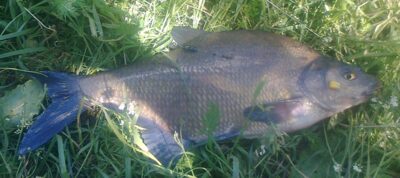 Carp bream, 1.2 kg — Pakumulšių I-asis
