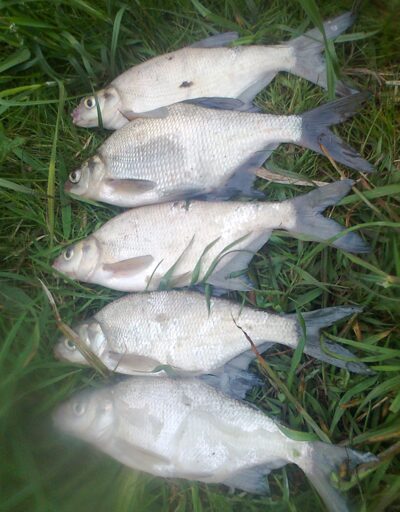 Carp bream ×5 — Pakumulšių II-asis