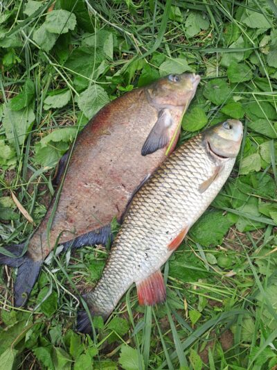 Carp bream — Neman River