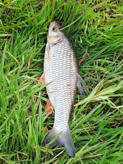 chub — Kražantė