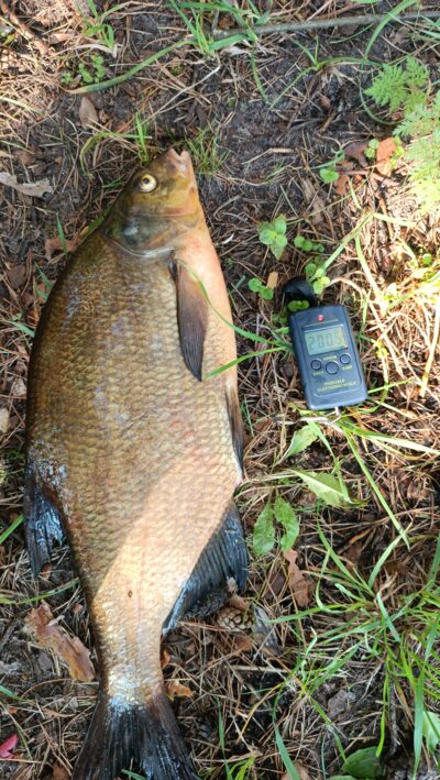 Carp bream, 2.0 kg