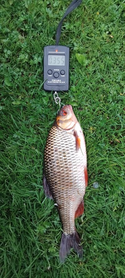 Roach, 0.3 kg — Apaščia