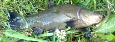 Tench — Pakumulšių I-asis