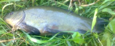 Tench — Pakumulšių I-asis