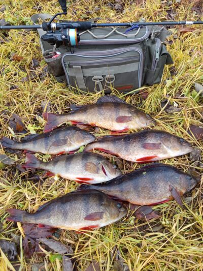 Eurasian perch ×6 — Lėvuo