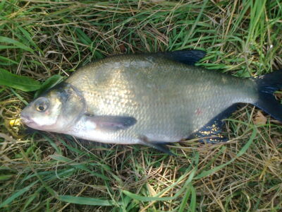 Carp bream, 0.6 kg — Pakumulšių I-asis