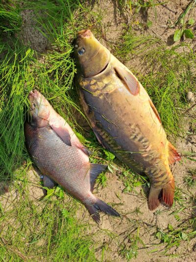 Carp bream, 1.4 kg — Neman River