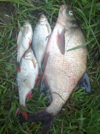 Carp bream — Pakumulšių II-asis