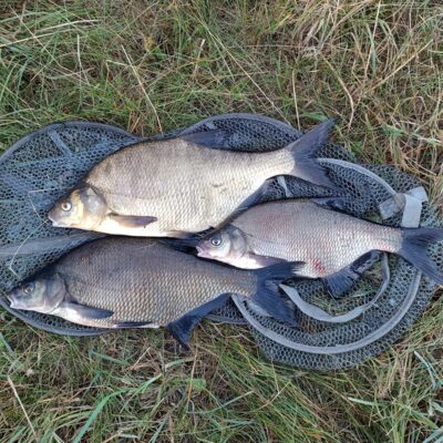 Carp bream, 1.4 kg — Mūša