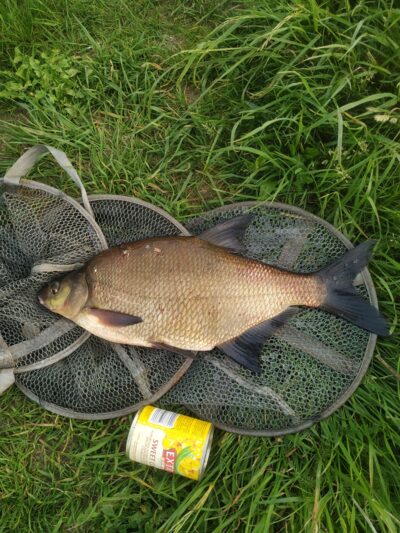 Carp bream, 1.9 kg — Mūša