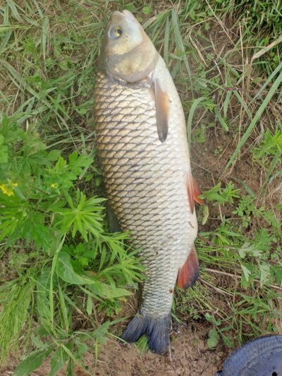 chub — Neman River