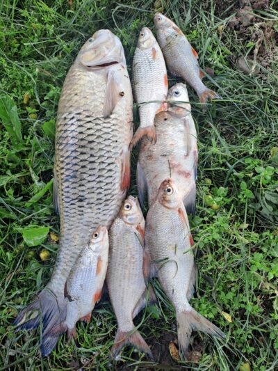 chub, 2.3 kg — Neman River