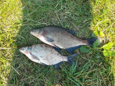 Carp bream — Skirvytė