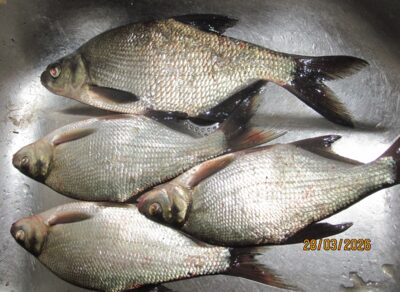Carp bream ×4 — Pakumulšių II-asis