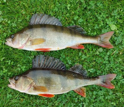Eurasian perch ×2 — Šventoji