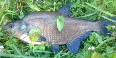Carp bream, 0.9 kg — Pakumulšių I-asis
