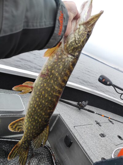 Northern Pike, 2.7 kg — Drūkšiai