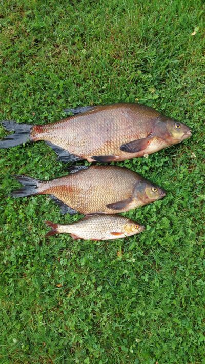 Carp bream ×2